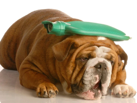 a dog lying down with a hot water bottle on its head